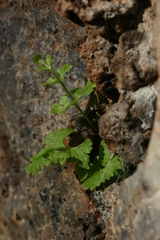 Anogramma leptophylla image