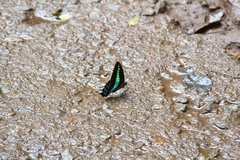 Graphium teredon