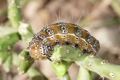 staghorn cholla moth