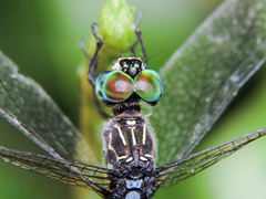 Micrathyria ocellata