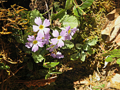 Primula nana