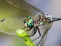 Micrathyria ocellata