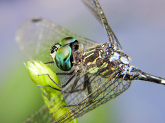 Micrathyria ocellata