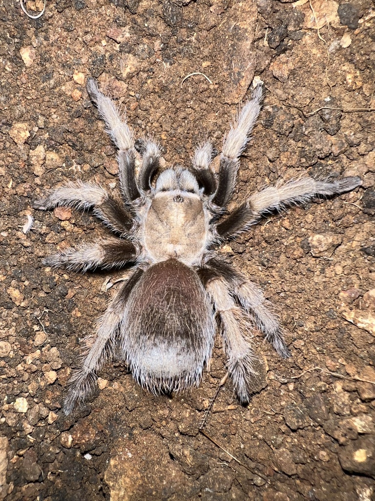 Johnny Cash Tarantula from N Fork Dr, Three Rivers, CA, US on May 18 ...