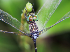 Micrathyria ocellata