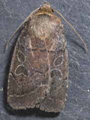 Orthodes cynica