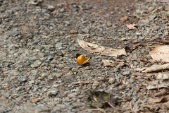 Cupha erymanthis maja