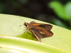 Synapte pecta