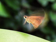 Synapte pecta