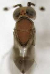 Metaphycus maculipennis