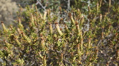 Pteronia hutchinsoniana