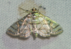 Pseudopyrausta santatalis