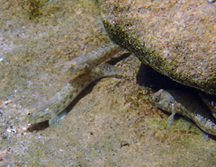 Bathygobius coalitus