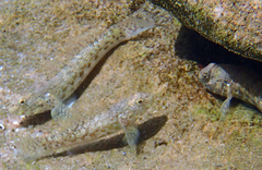 Bathygobius coalitus