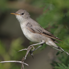 Olive-Tree Warbler photo 1