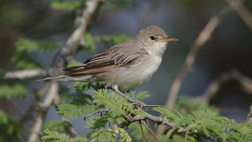 Olive-tree Warbler, photo 2 of 10