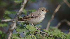 Olive-Tree Warbler photo 2