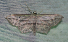 Arcobara multilineata