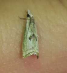 Microcrambus croesus