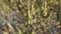 Pteronia hutchinsoniana