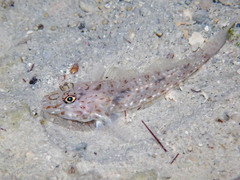 Neophyte Goby photo 3