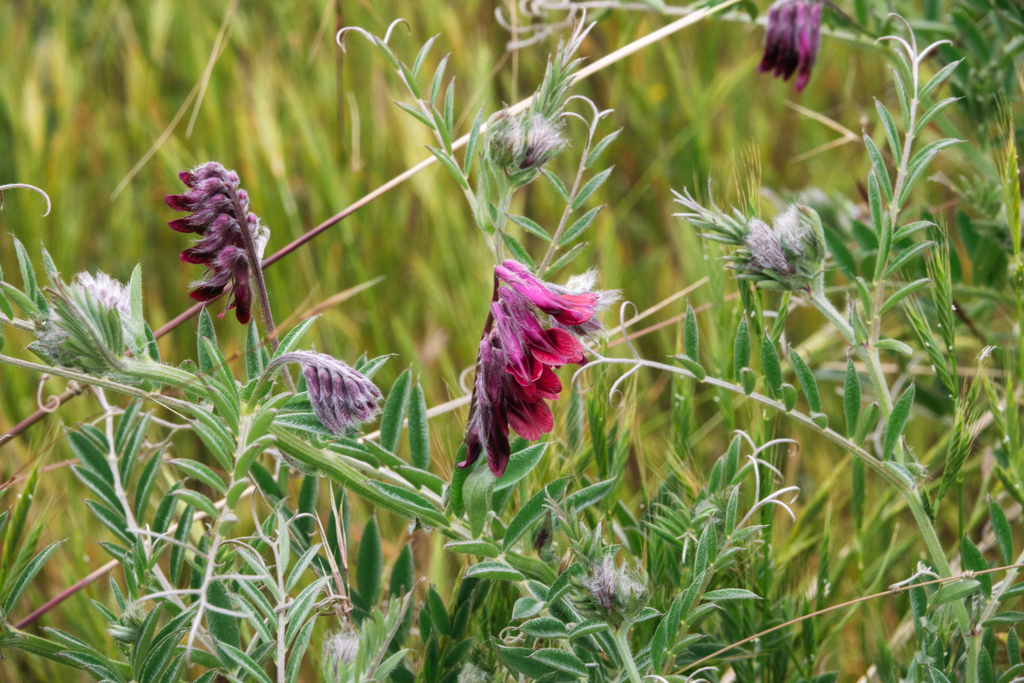 reddish tufted vetch from San Luis Obispo County, CA, USA on May 14 ...