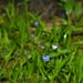 Utricularia lazulina - Photo (c) deepachandran, algunos derechos reservados (CC BY-NC), uploaded by deepachandran