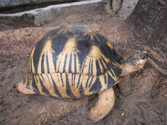 Astrochelys radiata