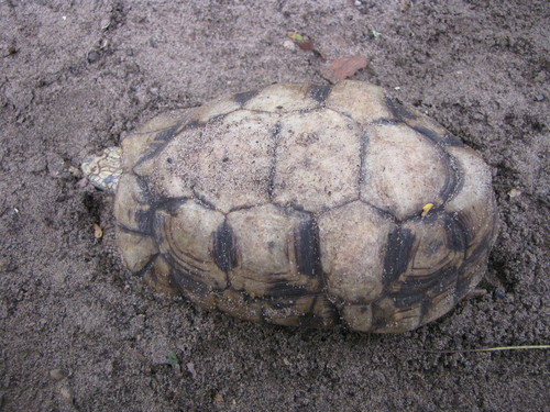 Kinixys zombensis
