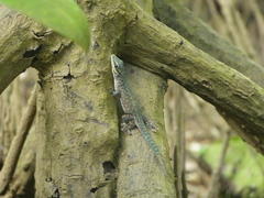 Phelsuma abbotti