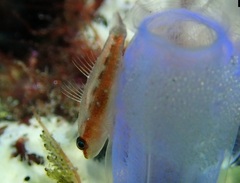 Lachdebere's Pygmy Goby photo 3