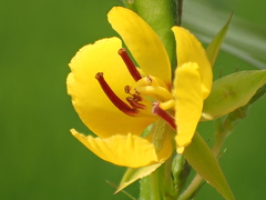 Chamaecrista leschenaultiana