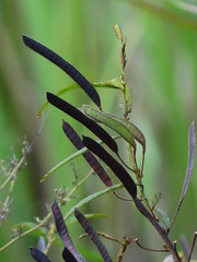 Chamaecrista leschenaultiana