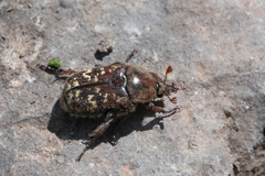 Euphoria leucographa