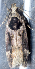 Pseudochelaria walsinghami