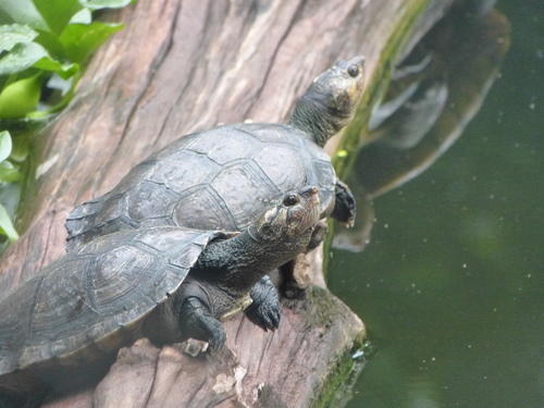 Erymnochelys madagascariensis
