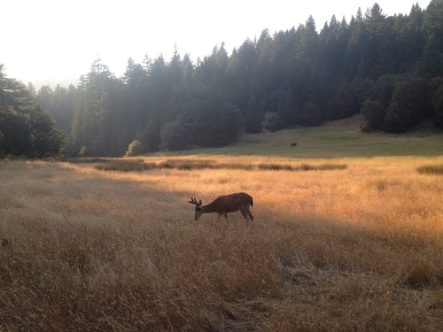 iNaturalist observation photo of Columbian Black-tailed Deer