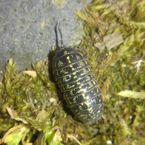 Versicolored Pill Woodlouse, Aiud 515200, Romania, photo 8 of 10