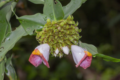 Costus lucanusianus