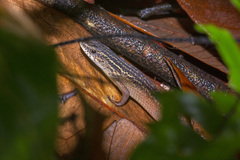 Eutropis rugifera