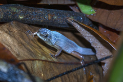 Eutropis rugifera