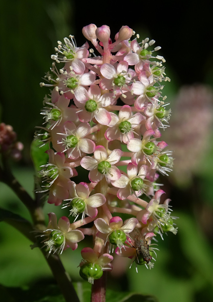 Japanese Pokeweed
