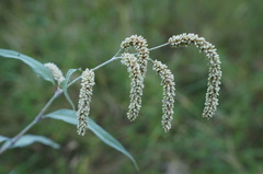 Persicaria lapathifolia lanata
