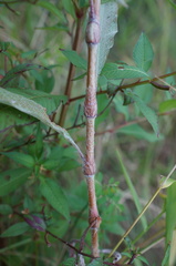 Persicaria lapathifolia lanata