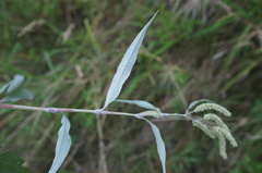 Persicaria lapathifolia lanata