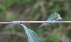 Persicaria lapathifolia lanata