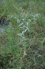Persicaria lapathifolia lanata