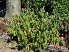 Phytolacca japonica