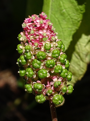 Image of Phytolacca japonica by no rights reserved