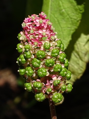 Phytolacca japonica